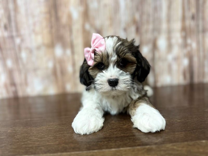Teddy Bear (Shihchon) Dog Female Brown and white with black 3892