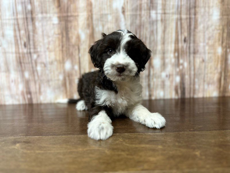 [#3902] Cleo - Chocolate and white Female Mini Aussiedoodle Puppies for Sale