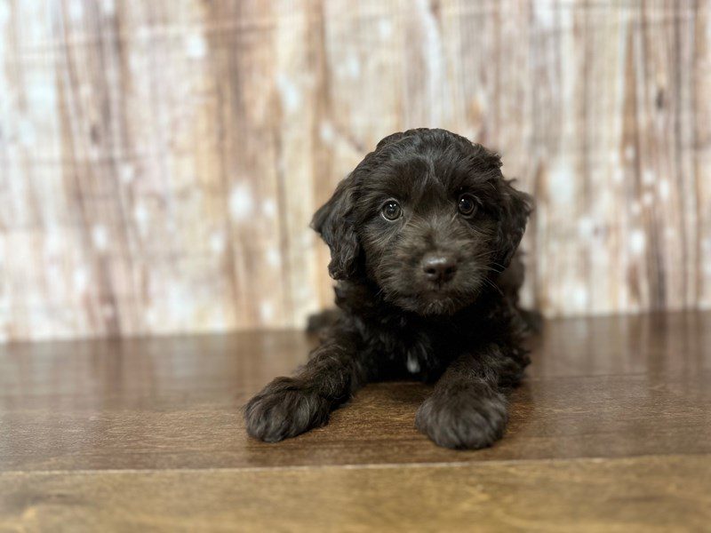[#3900] Georgia - Chocolate Female Mini Aussiedoodle Puppies for Sale
