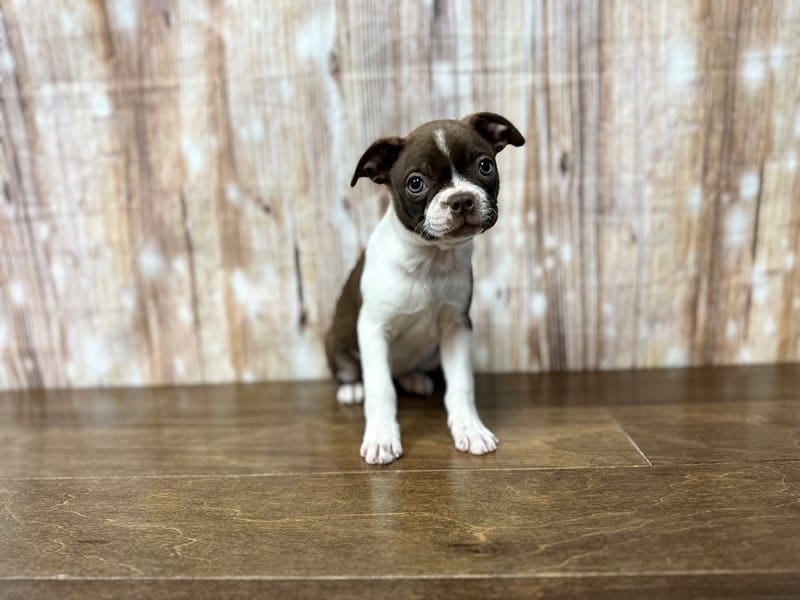 Boston Terrier Dog Female Red and white 3910