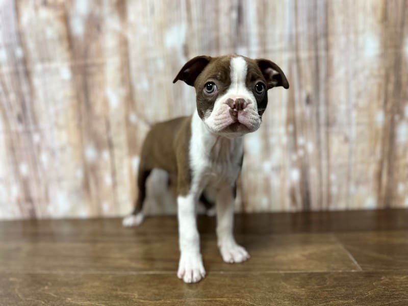 Boston Terrier Dog Female Red and white 3911