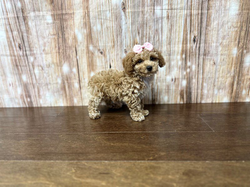 [#3920] Mary-Kate - Red/Apricot Female Toy Poodle Puppies for Sale