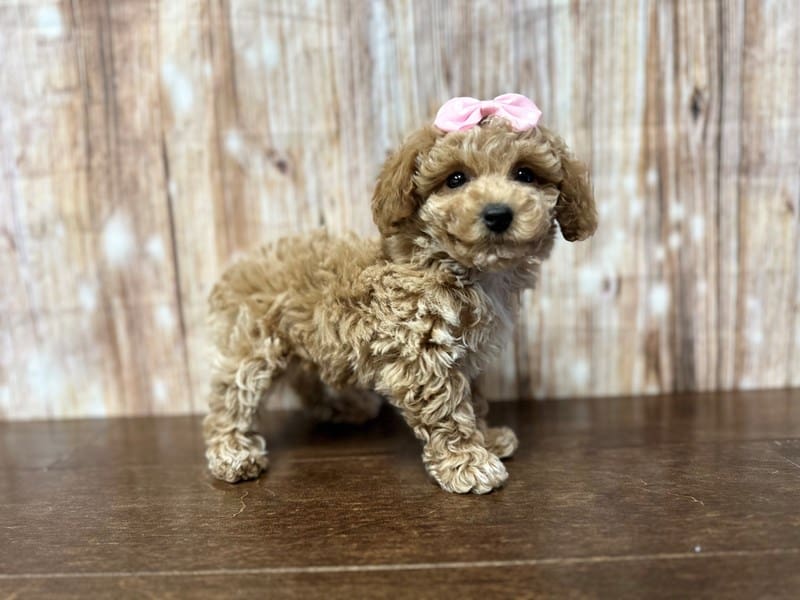 [#3920] Mary-Kate - Red/Apricot Female Toy Poodle Puppies for Sale