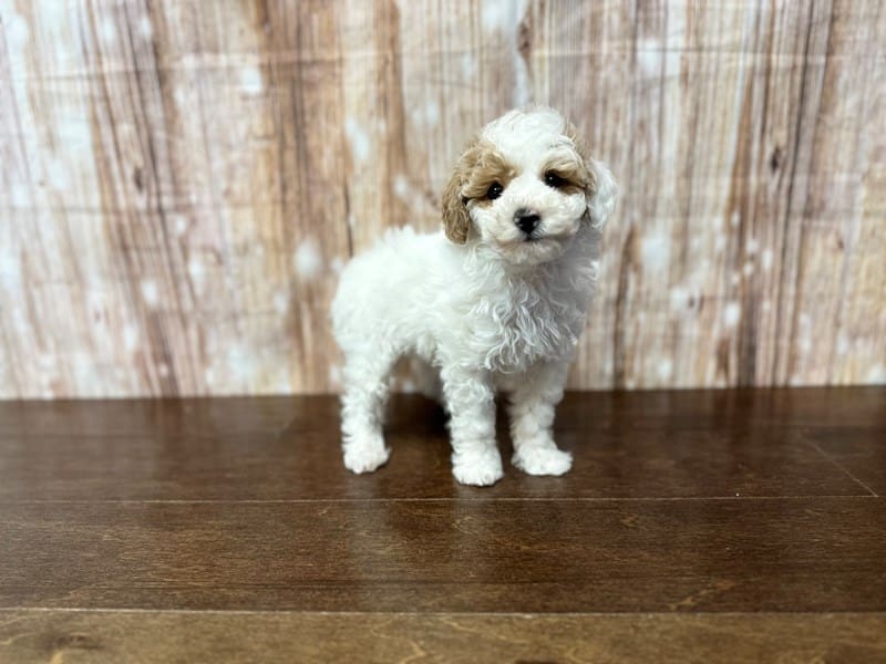 Toy Poodle Dog Male White with tan 3919