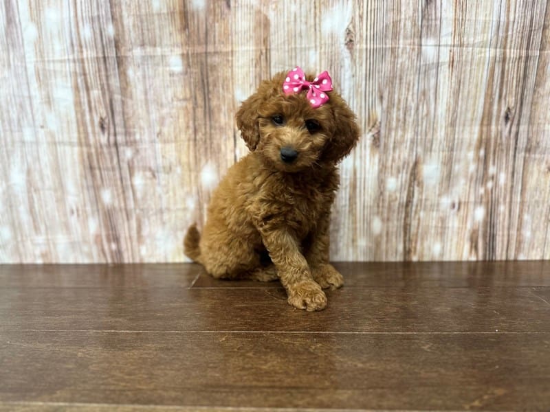 [#3914] Ruby - Red Female F1B Mini Goldendoodle Puppies for Sale