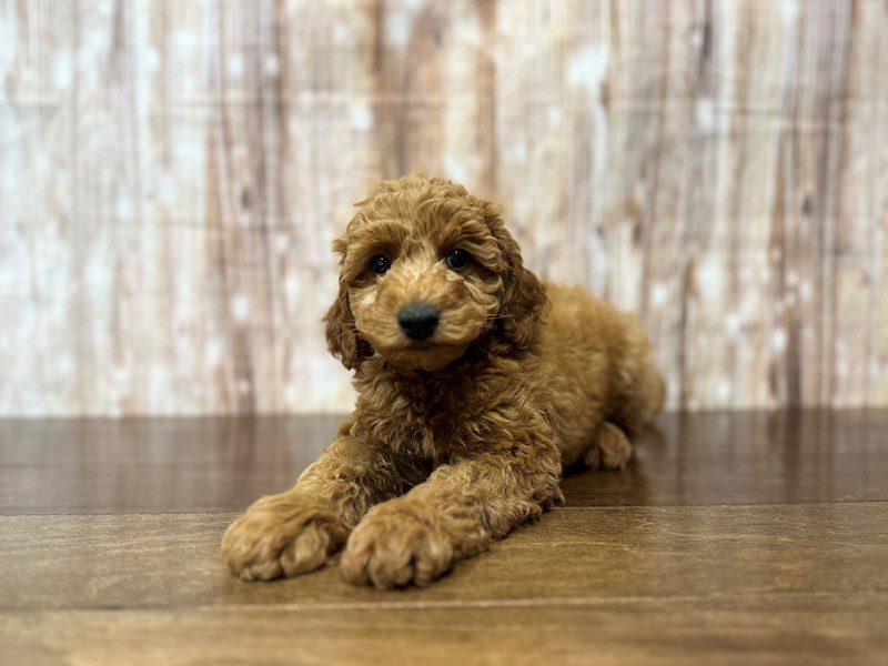 [#3915] Sutton - Red Male F1B Mini Goldendoodle Puppies for Sale