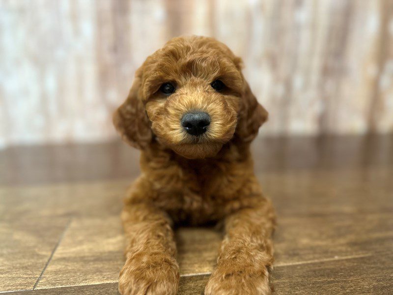 [#3917] Pop-Tart - Red Male F1B Mini Goldendoodle Puppies for Sale