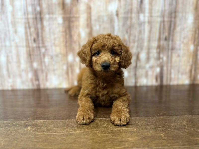 [#3918] Mitch - Red Male F1B Mini Goldendoodle Puppies for Sale