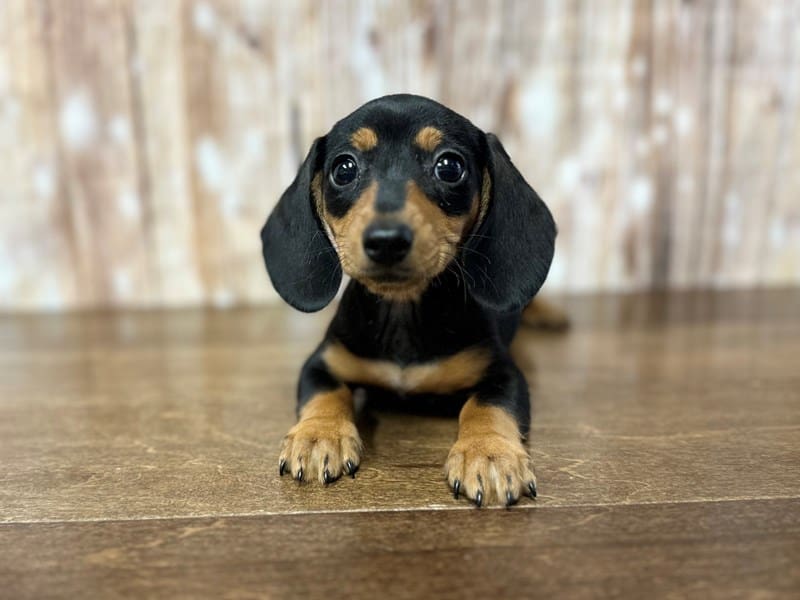 [#3934] Paris - Black and tan Female Dachshund Puppies for Sale