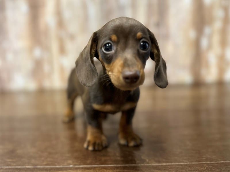 [#3932] Twix - Chocolate and tan Female Dachshund Puppies for Sale