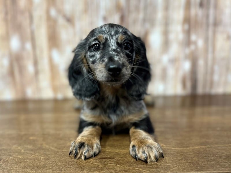[#3936] Tinkerbelle - Silver Dapple Female Dachshund Puppies for Sale