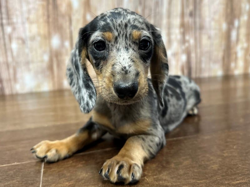 [#3938] Sky - Silver Dapple Female Dachshund Puppies for Sale