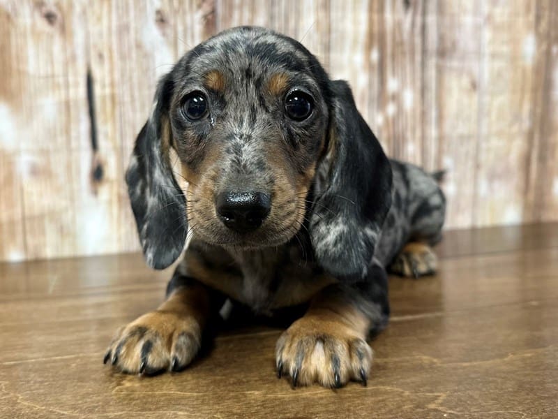 [#3935] Rocky - Silver Dapple Male Dachshund Puppies for Sale