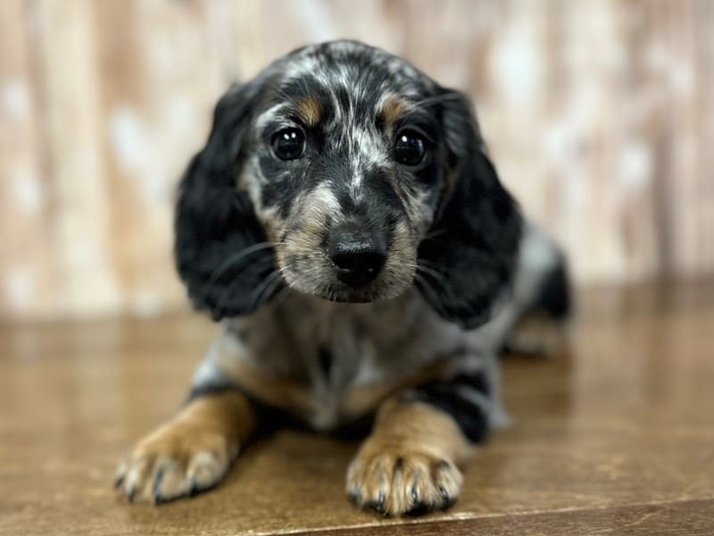 [#3937] Mazie - Silver Dapple Female Dachshund Puppies for Sale