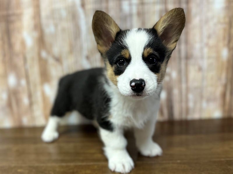 [#3928] Bucky - Tri Color Male Pembroke Welsh Corgi Puppies for Sale