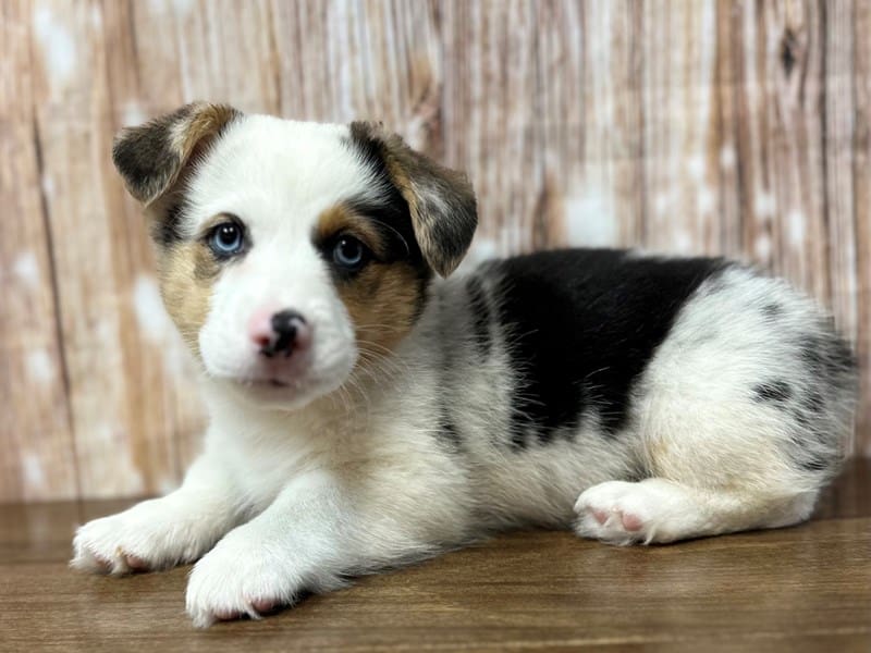 [#3929] Blue - Blue Merle Male Pembroke Welsh Corgi Puppies for Sale