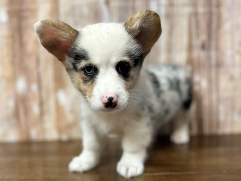 [#3925] Pumpkin - Blue Merle Female Pembroke Welsh Corgi Puppies for Sale