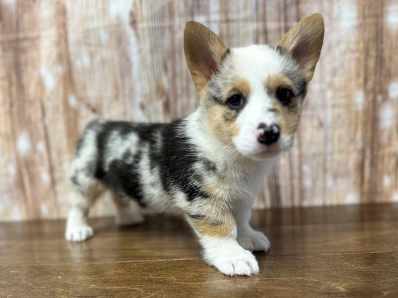 [#3930] Melvin - Blue Merle Male Pembroke Welsh Corgi Puppies for Sale