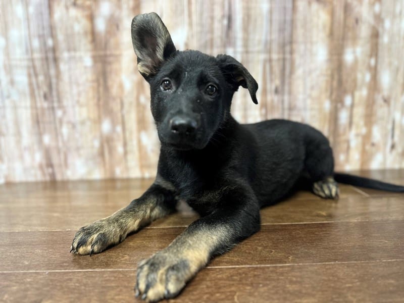 [#3922] Barrett - Black and tan Female German Shepherd Puppies for Sale