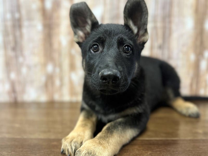 [#3924] Daryl - Black and tan Male German Shepherd Puppies for Sale