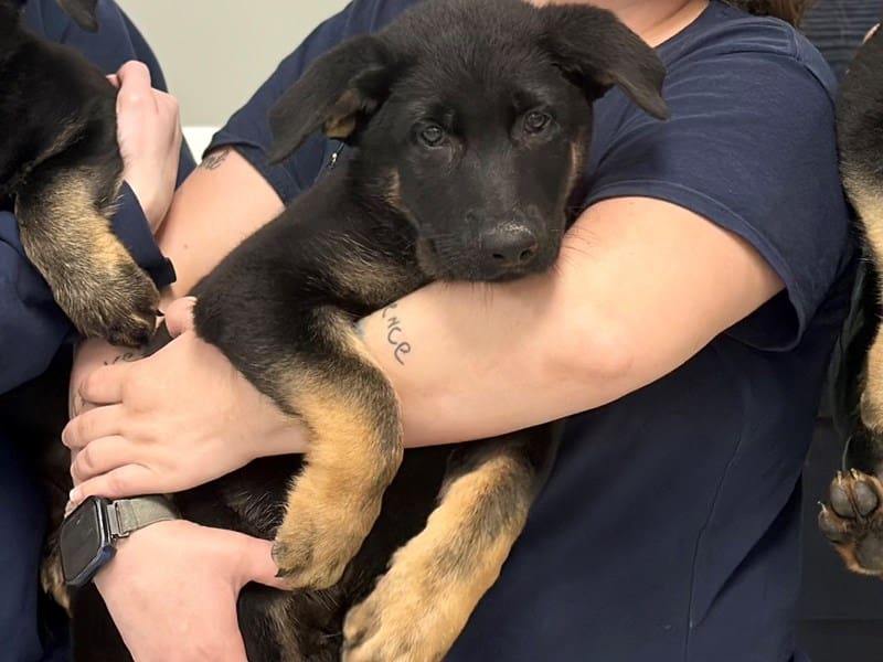 [#3923] Zeus - Black and tan Male German Shepherd Puppies for Sale