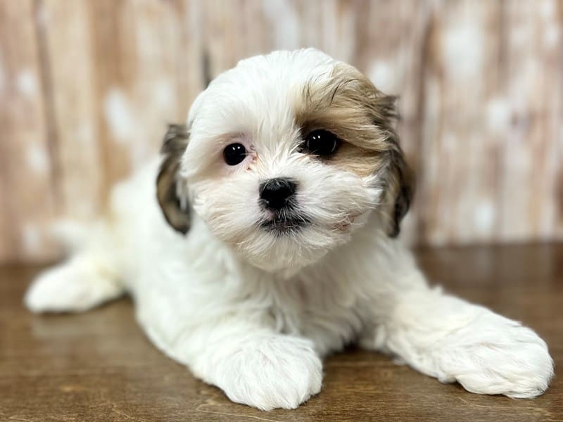 [#3939] Madeline - White and brown Female Teddy Bear (Shihchon) Puppies for Sale