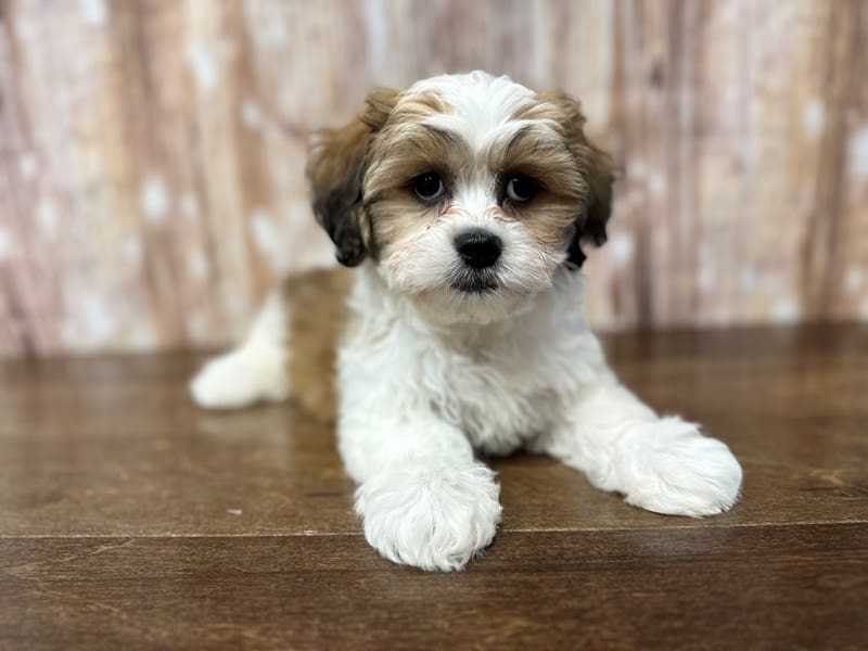 [#3940] Duke - Brown and white Male Teddy Bear (Shihchon) Puppies for Sale