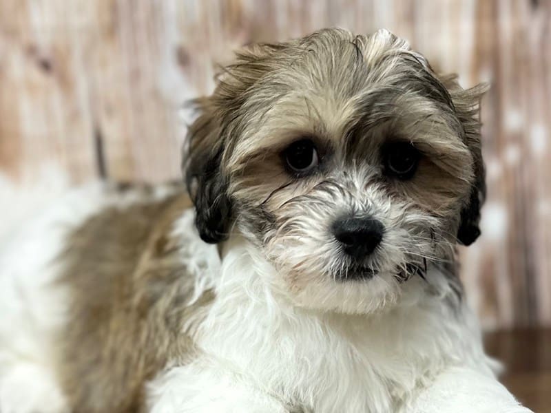[#3941] Joey - Brown and white Male Teddy Bear (Shihchon) Puppies for Sale