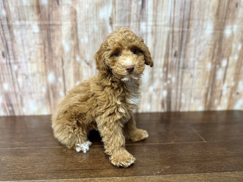 Miniature Poodle Dog Male Apricot with white 3957