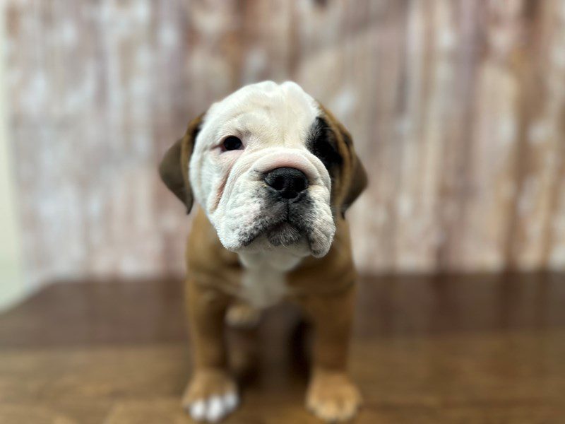 [#3945] Coraline - Brown and white Female English Beabull Puppies for Sale