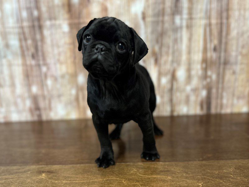 [#3948] Frankie - Black Male Pug Puppies for Sale