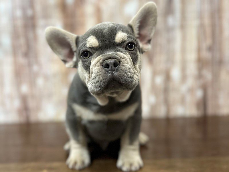 [#3962] Oscar - Lilac and tan Male French Bulldog Puppies for Sale
