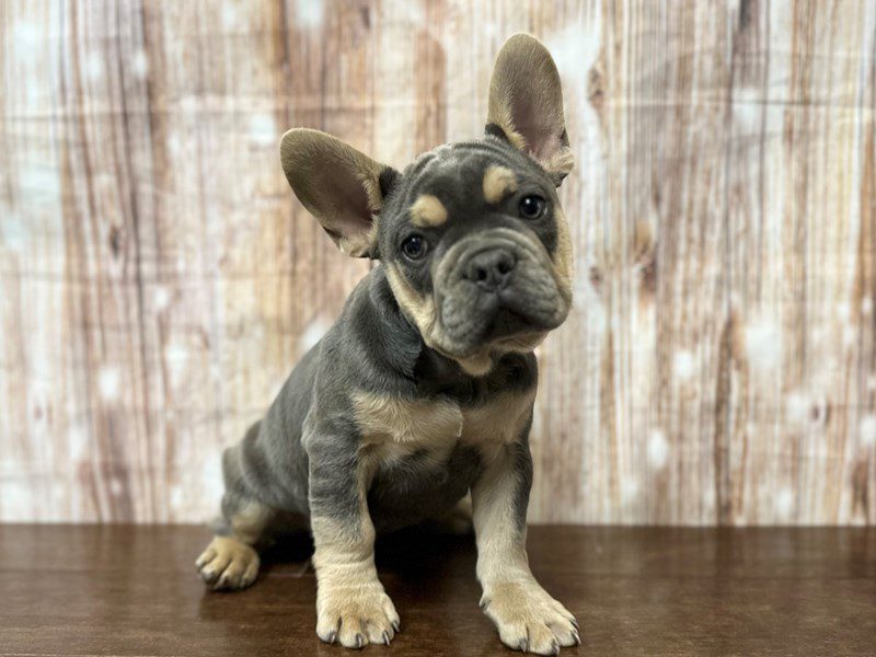 [#3961] Frederick - Lilac and tan Male French Bulldog Puppies for Sale