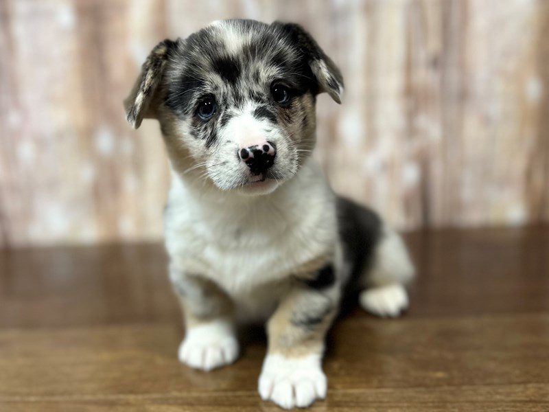 [#3949] Alice - Blue Merle Female Pembroke Welsh Corgi Puppies for Sale