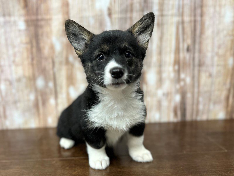 [#3953] Twilight - Tri color Female Pembroke Welsh Corgi Puppies for Sale