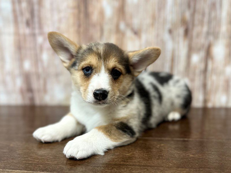 [#3950] Matrix - Blue Merle Male Pembroke Welsh Corgi Puppies for Sale