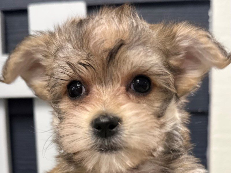 [#3958] Olive - Brown and white Female Morkie (Yorkshire Terrier X Maltese) Puppies for Sale