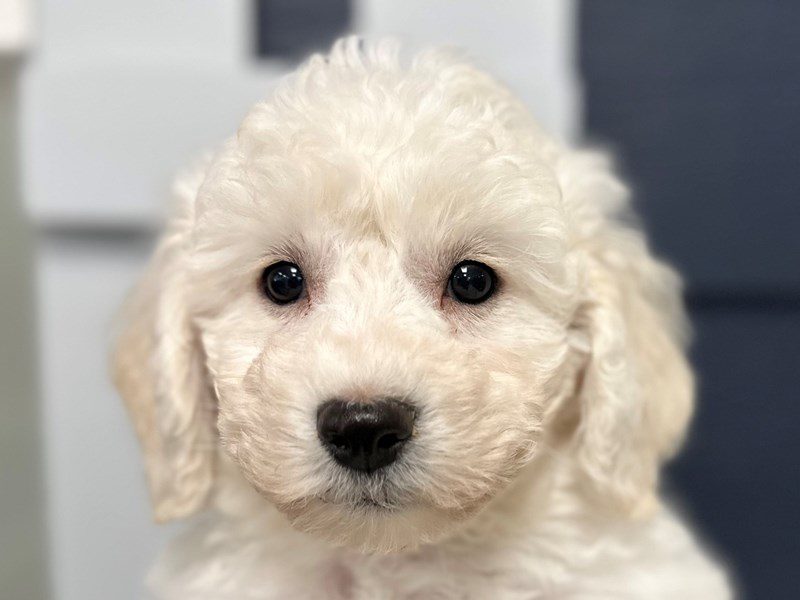 [#3956] Leon - White Male Bichon Frise Puppies for Sale
