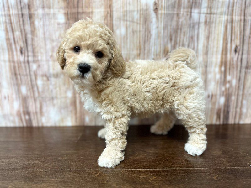 [#3879] Ivan - Apricot Male Bichapoo Puppies for Sale