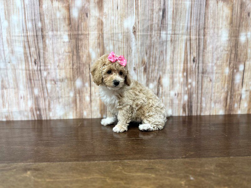 [#3880] Elowen - Apricot and white Female Bichapoo Puppies for Sale