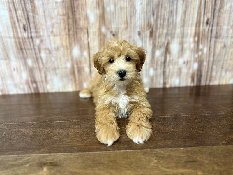 [#3886] Otis - Tan and white Male Morkie (Yorkshire Terrier X Maltese) Puppies for Sale