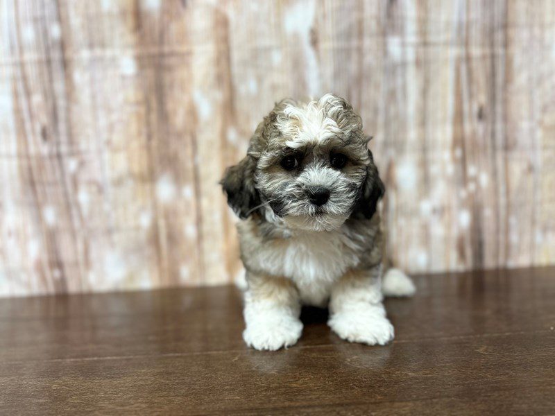 [#3894] Hank - Brown and white with black Male Teddy Bear (Shihchon) Puppies for Sale
