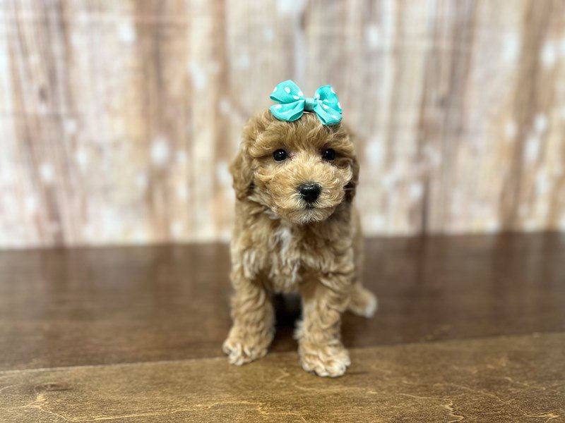 [#3921] Morgan - Red/Apricot Female Toy Poodle Puppies for Sale