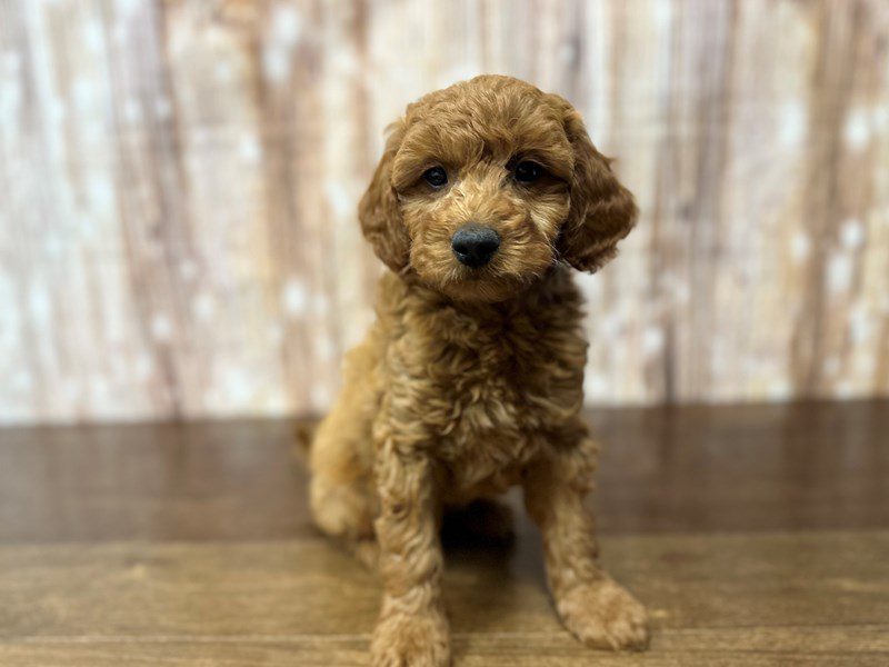 F1B Mini Goldendoodle Dog Male Red 3916