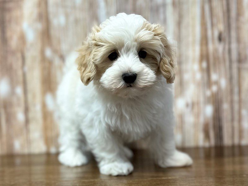 [#3943] Ted - White and tan Male Maltipoo Puppies for Sale