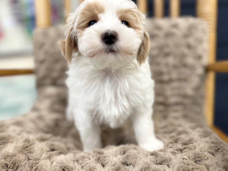 Maltipoo Dog Female White and tan 3944