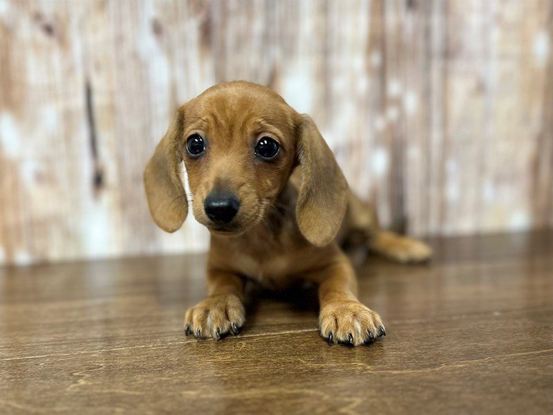 [#3933] Mia - Sable Female Dachshund Puppies for Sale