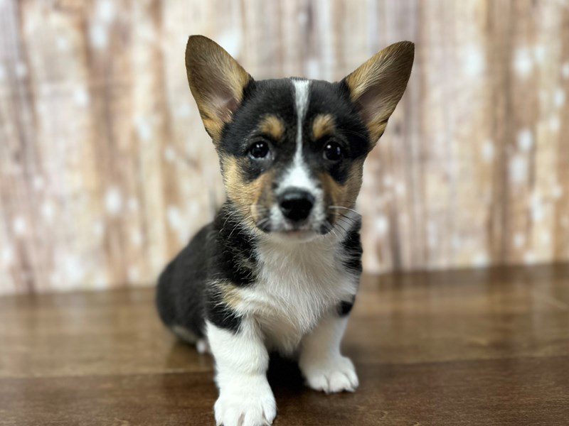[#3927] Max - Tri Color Male Pembroke Welsh Corgi Puppies for Sale
