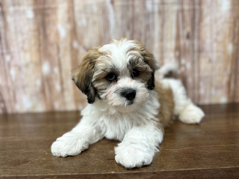 [#3942] Jasper - Brown and white Male Teddy Bear (Shihchon) Puppies for Sale