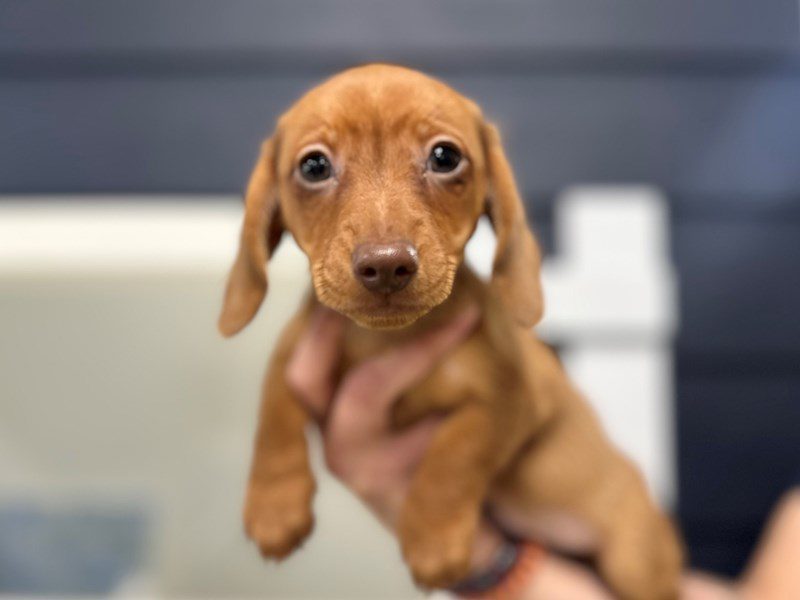 [#3931] Slinky - Sable Male Dachshund Puppies for Sale